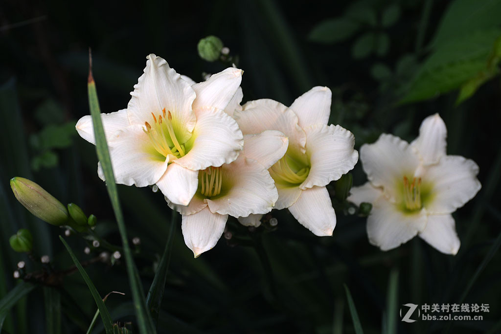 搞不清是百合还是萱草