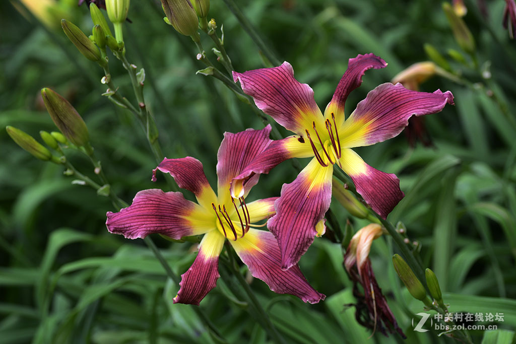 搞不清是百合还是萱草