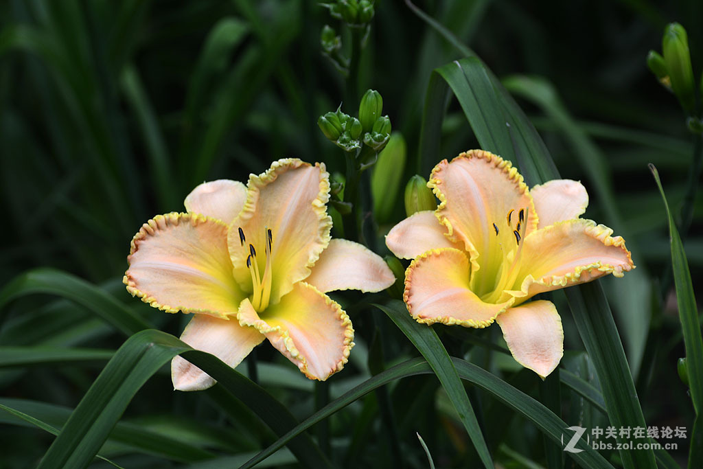 搞不清是百合还是萱草