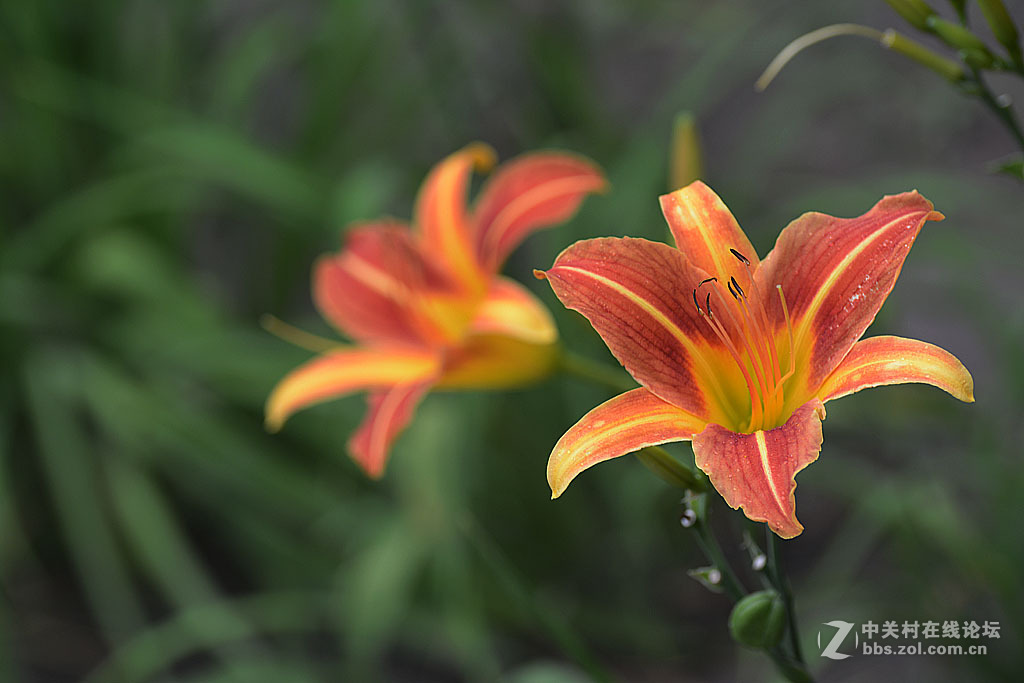 搞不清是百合还是萱草