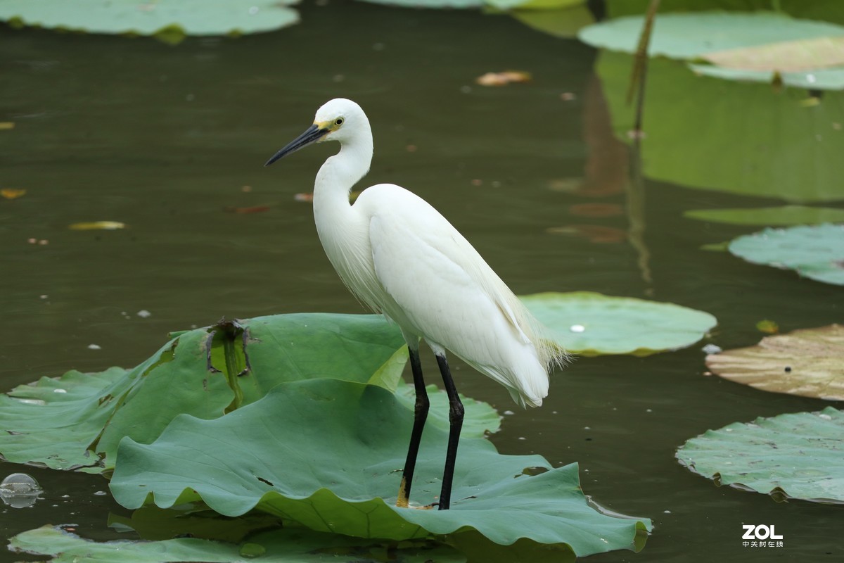 荷花塘里的白鹭