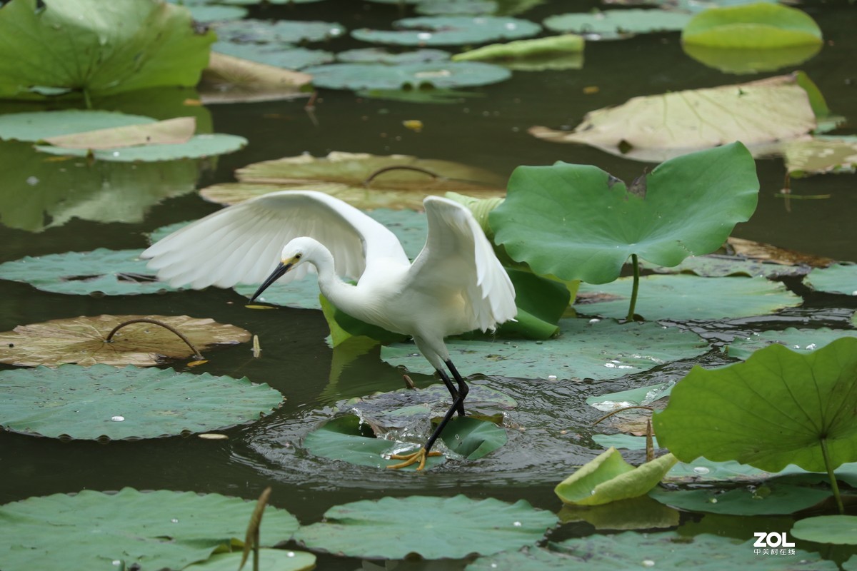 荷花塘里的白鹭