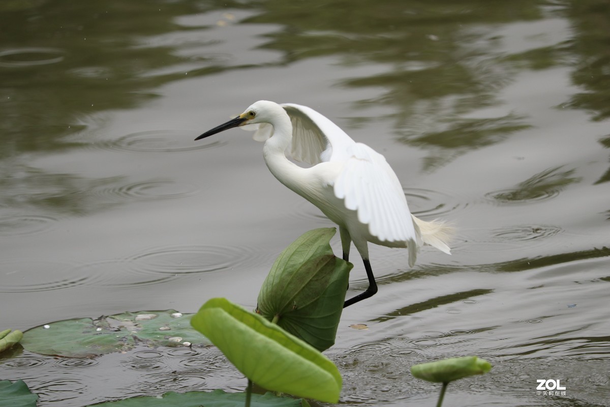 荷花塘里的白鹭