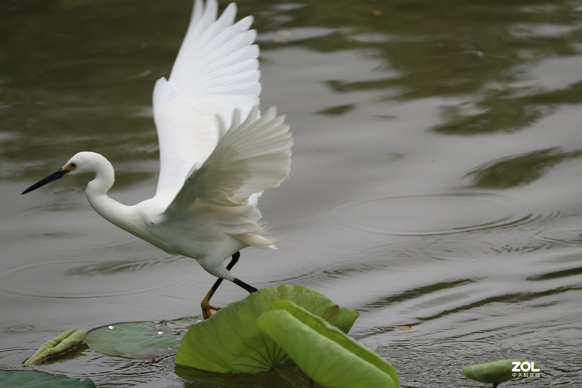 荷花塘里的白鹭