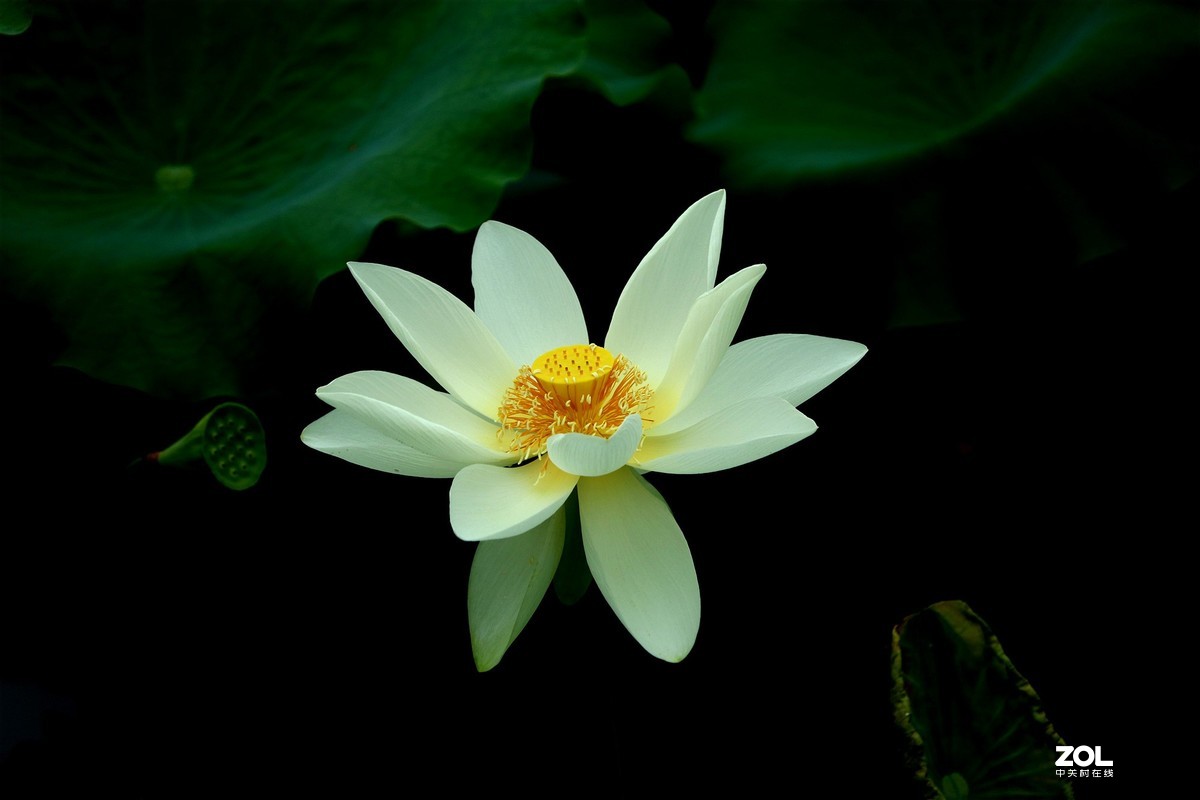 修过图后的荷花