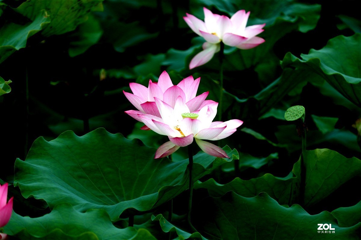 修过图后的荷花