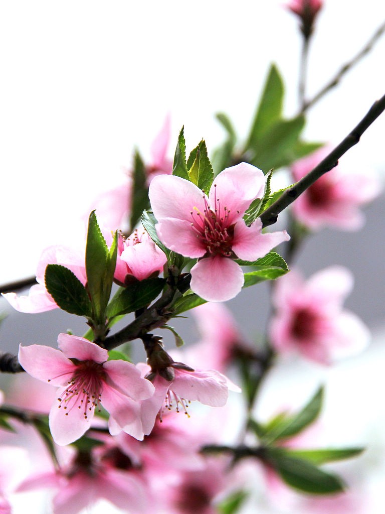粉桃花