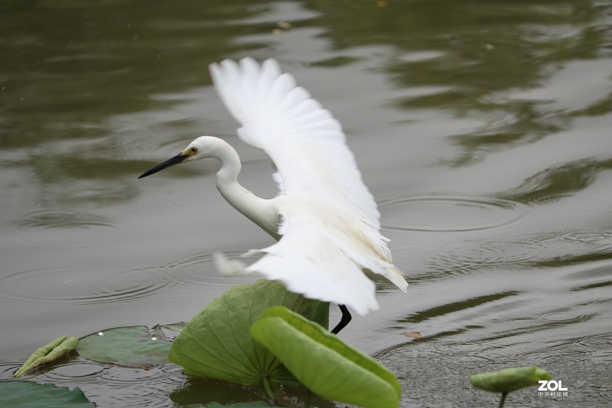 荷花塘里的白鹭