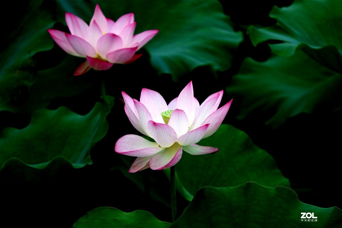 修过图后的荷花