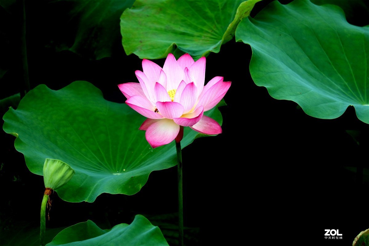 修过图后的荷花