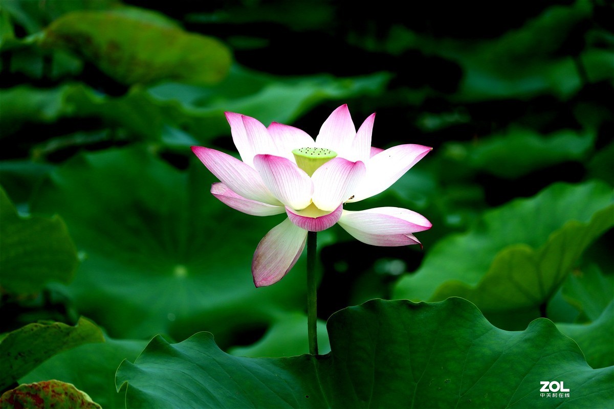 修过图后的荷花