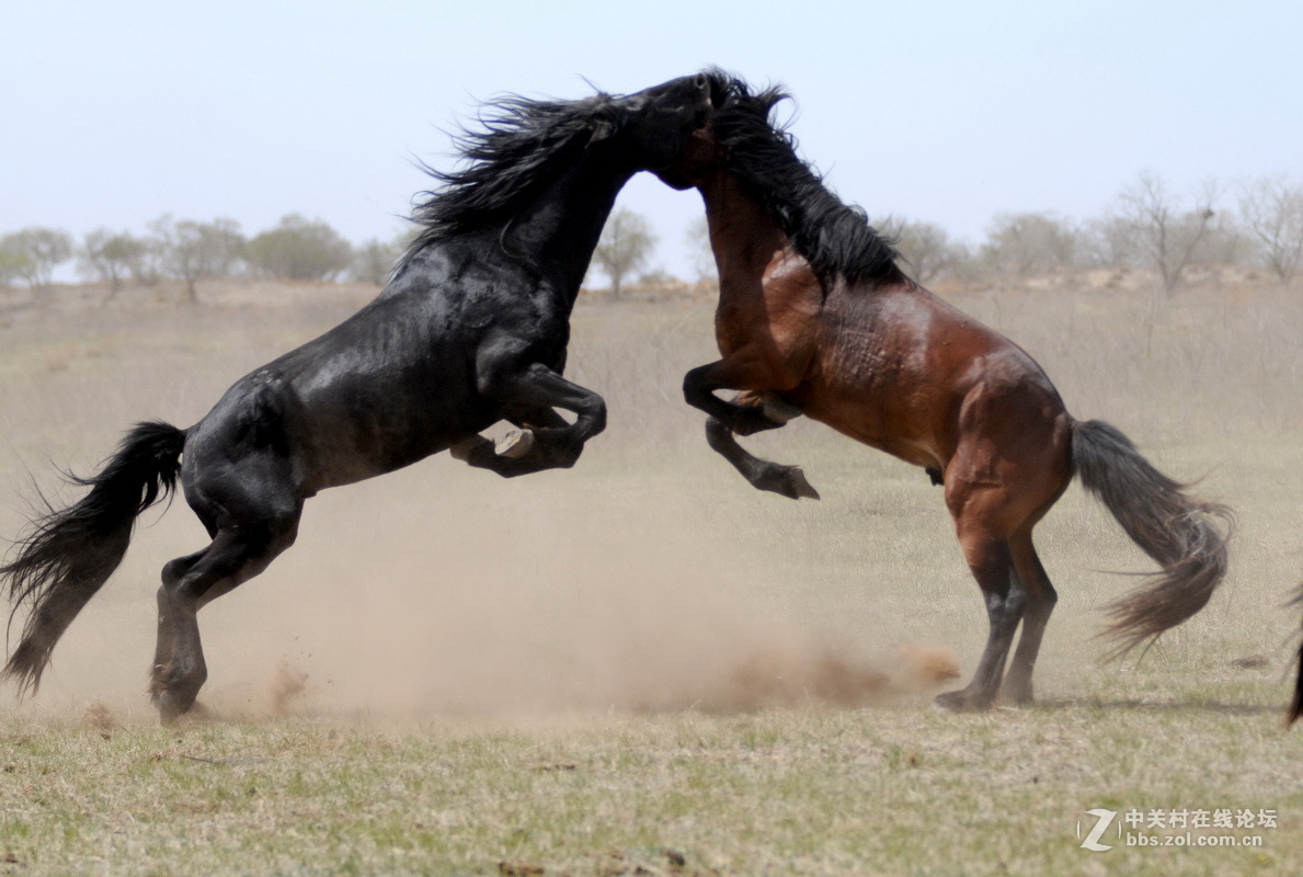 走进狼图腾中国马都领略游牧风情
