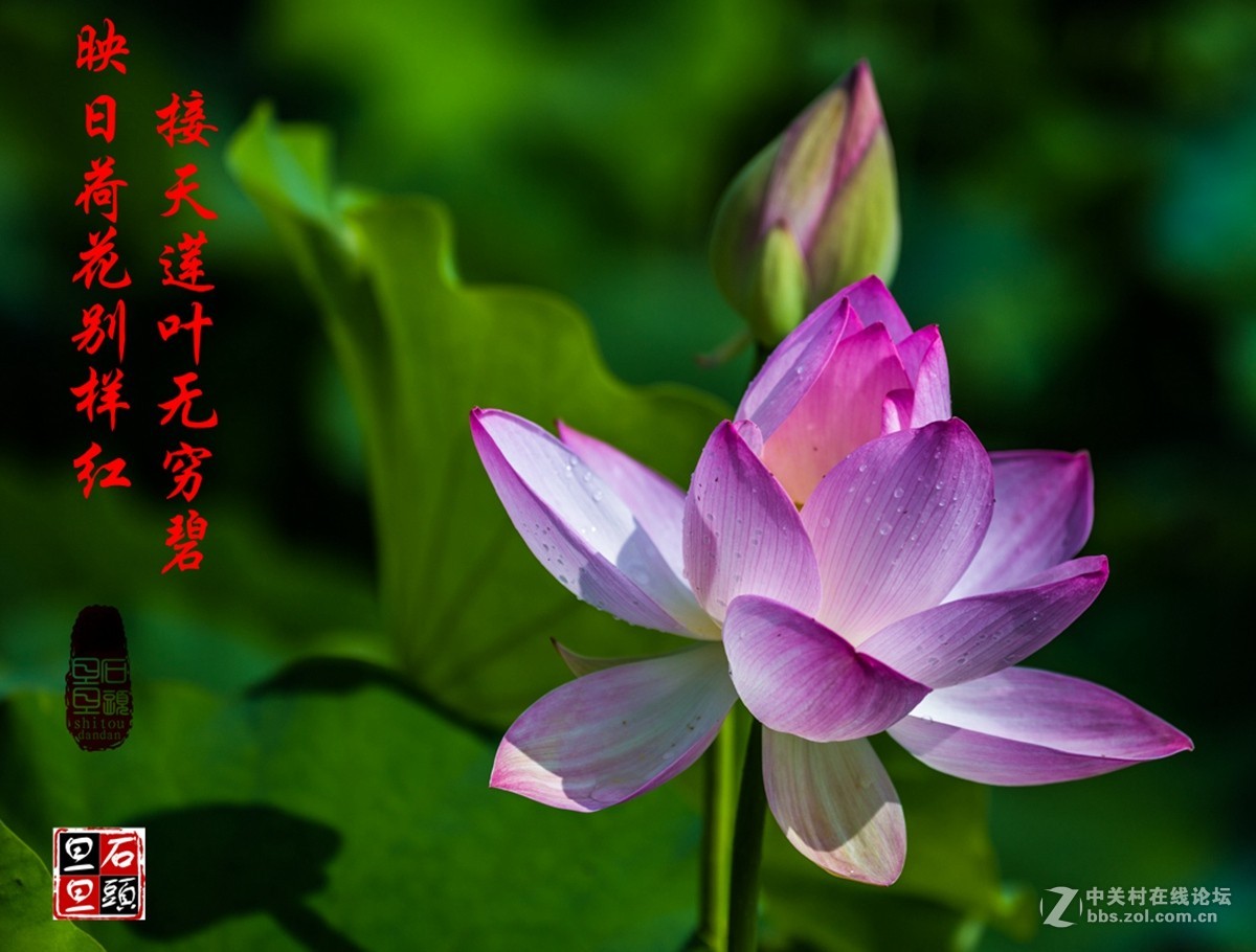 映日荷花