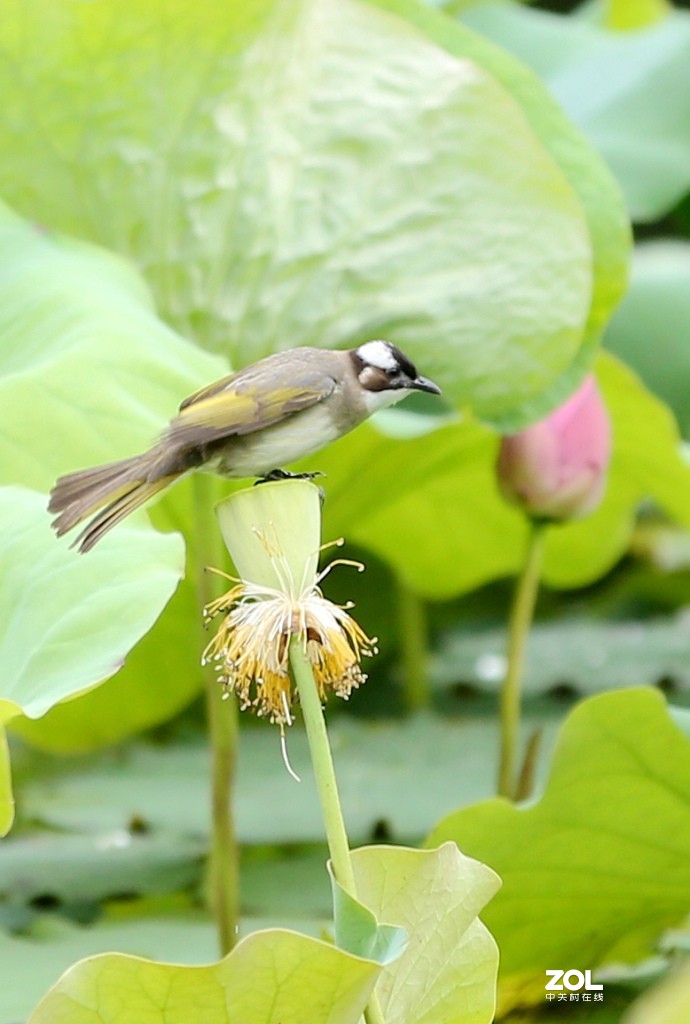 早起的鸟儿有食吃