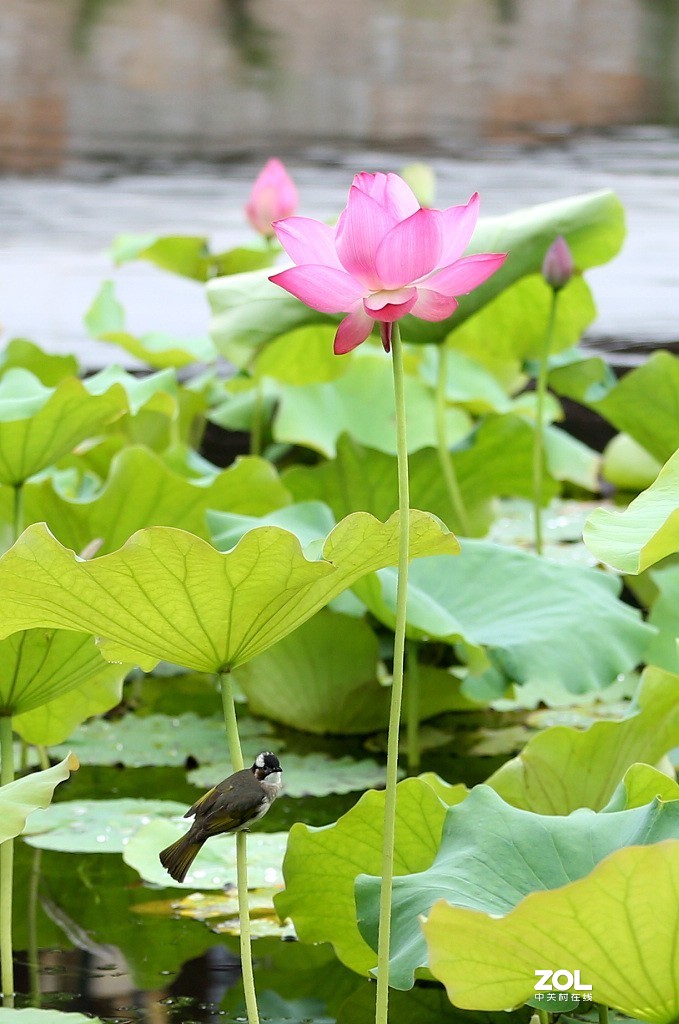 早起的鸟儿有食吃