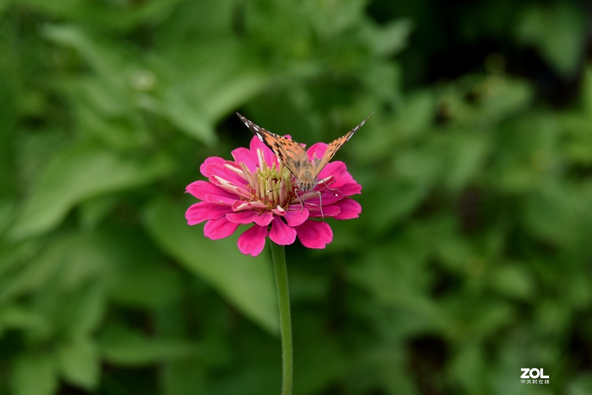 【百日菊】