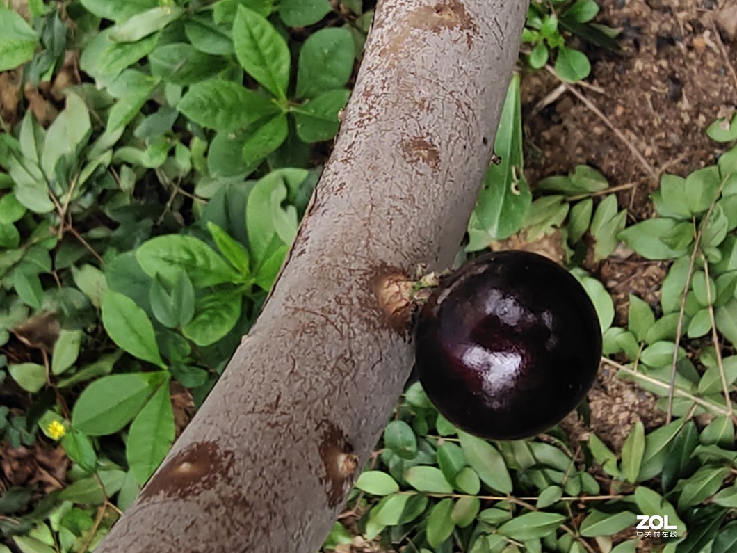 开眼界：在 树 杆 上 开 花 结 果 的 树 葡 萄
