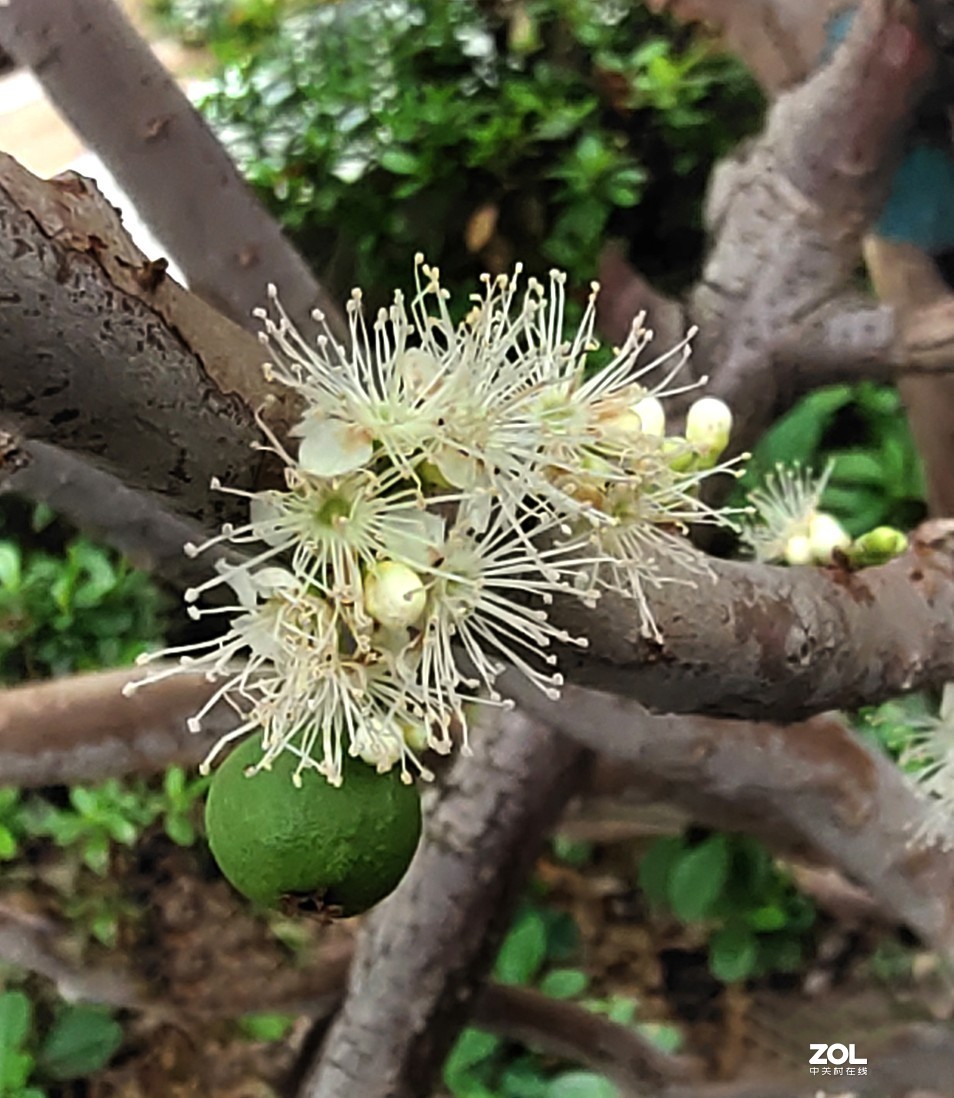 开眼界在树杆上开花结果的树葡萄