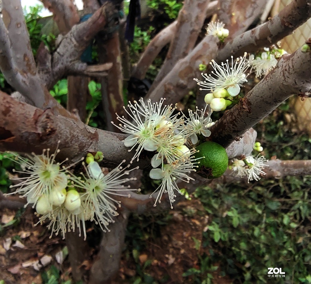 开眼界：在 树 杆 上 开 花 结 果 的 树 葡 萄