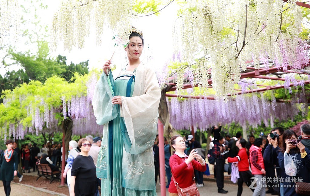 紫藤花下的汉服美女