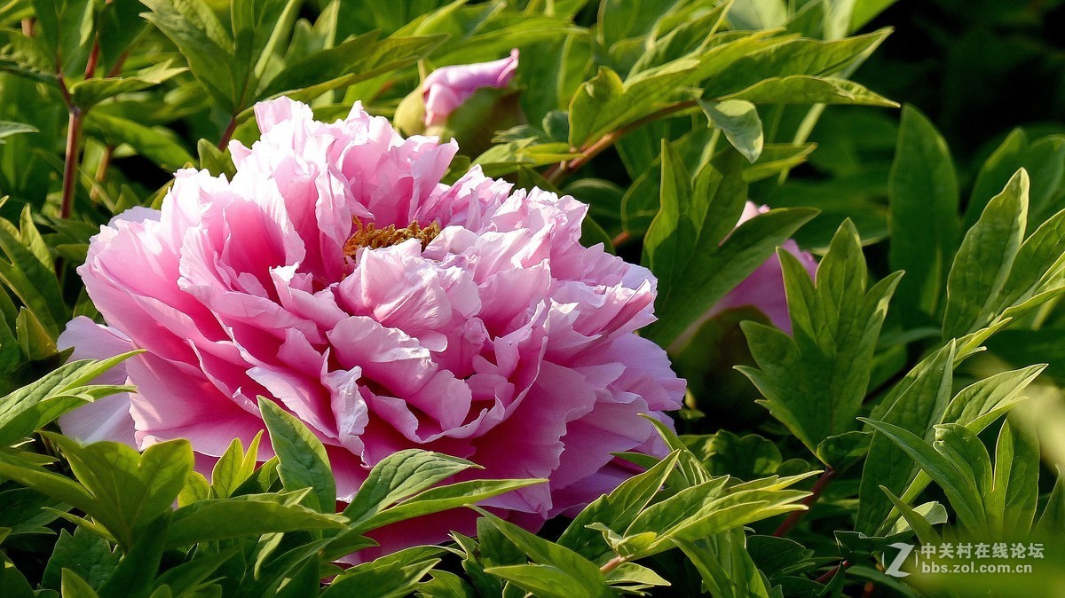 2019【花开富贵】