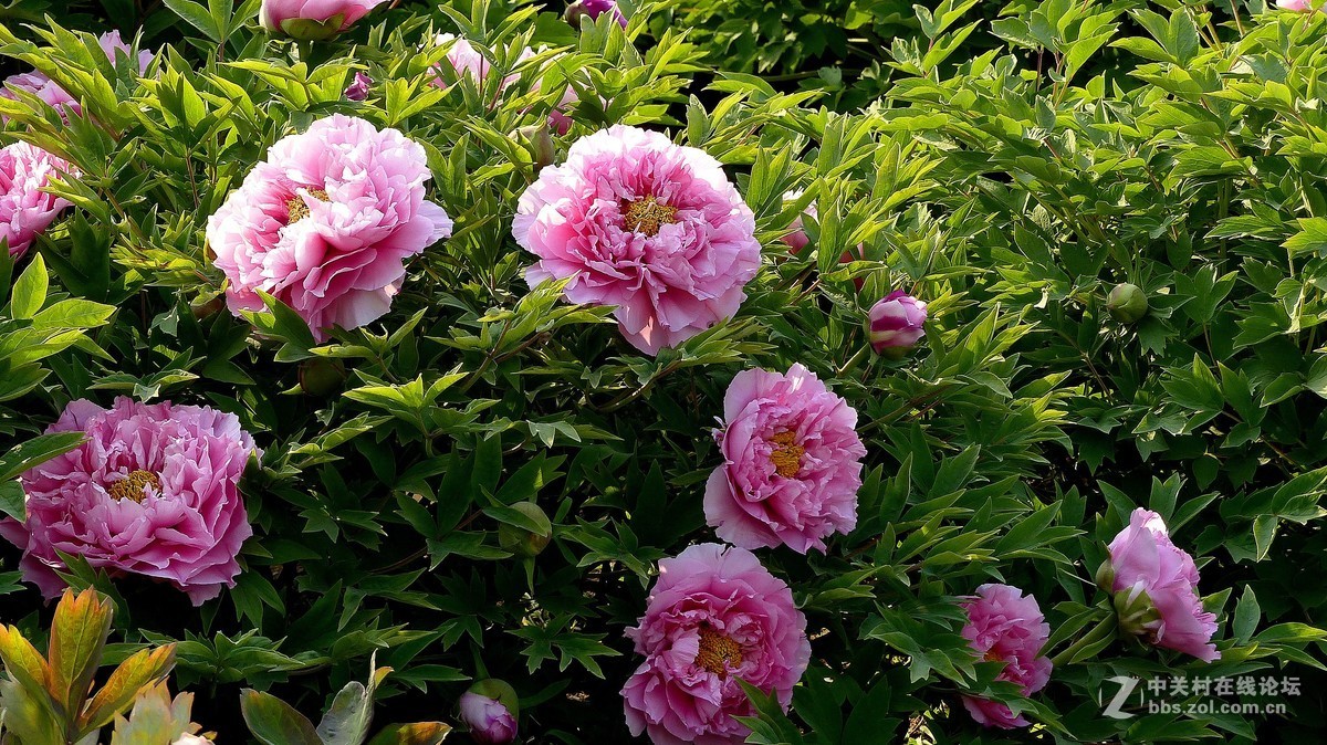 2019【花开富贵】