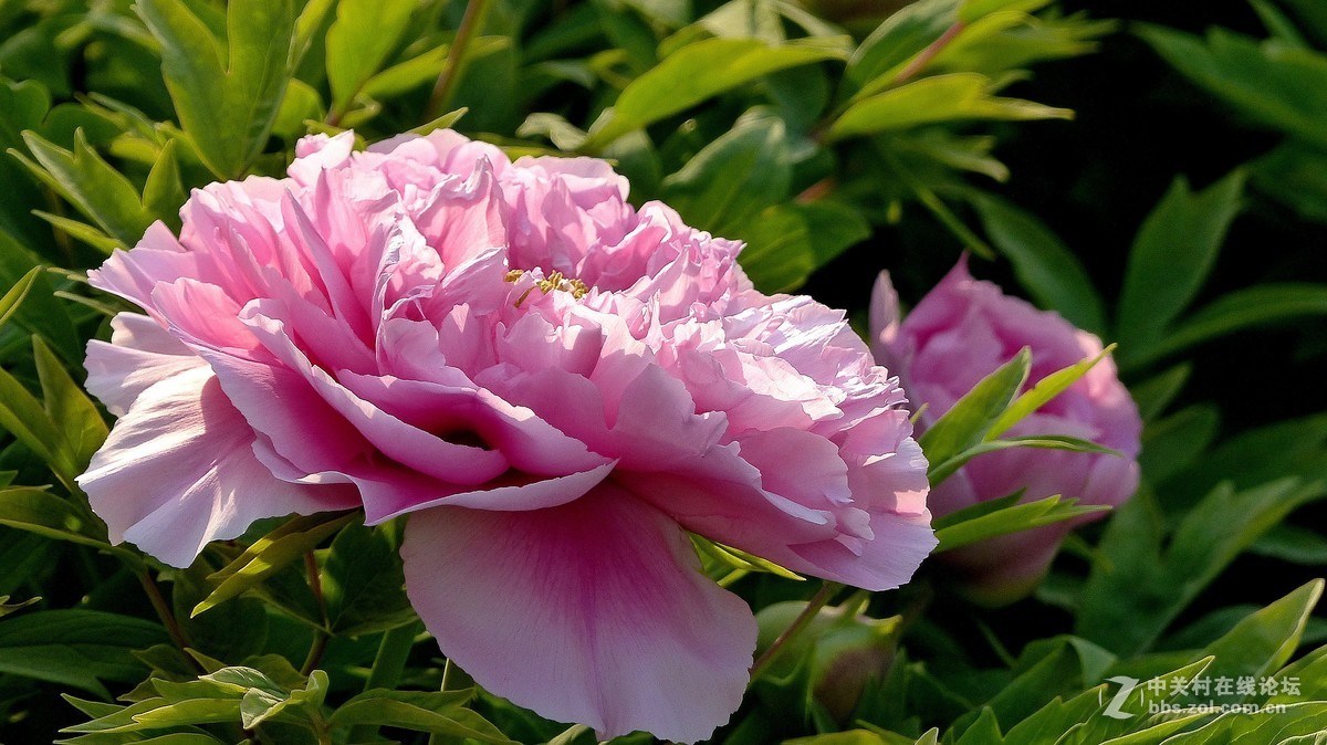 2019【花开富贵】