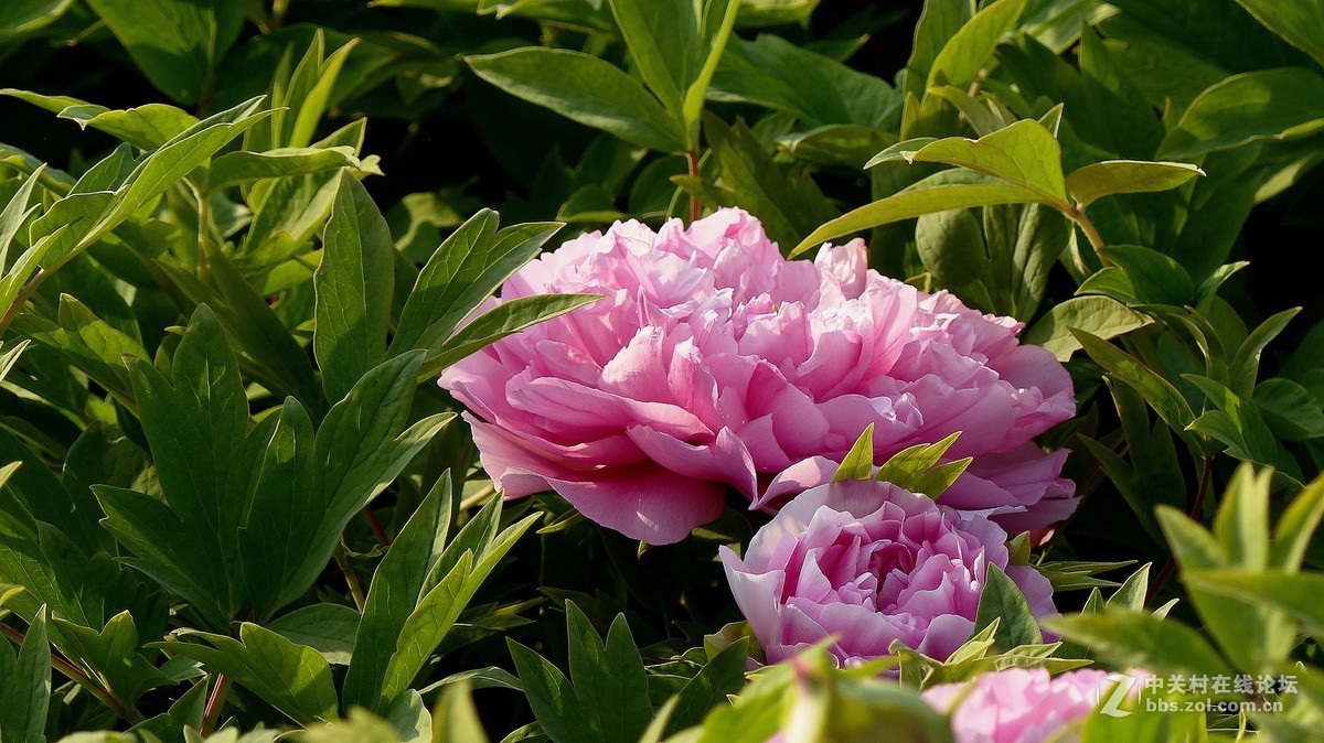 2019【花开富贵】