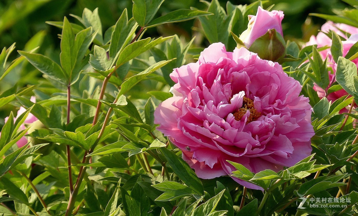 2019【花开富贵】