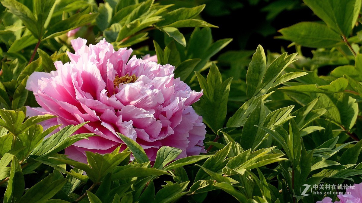 2019【花开富贵】