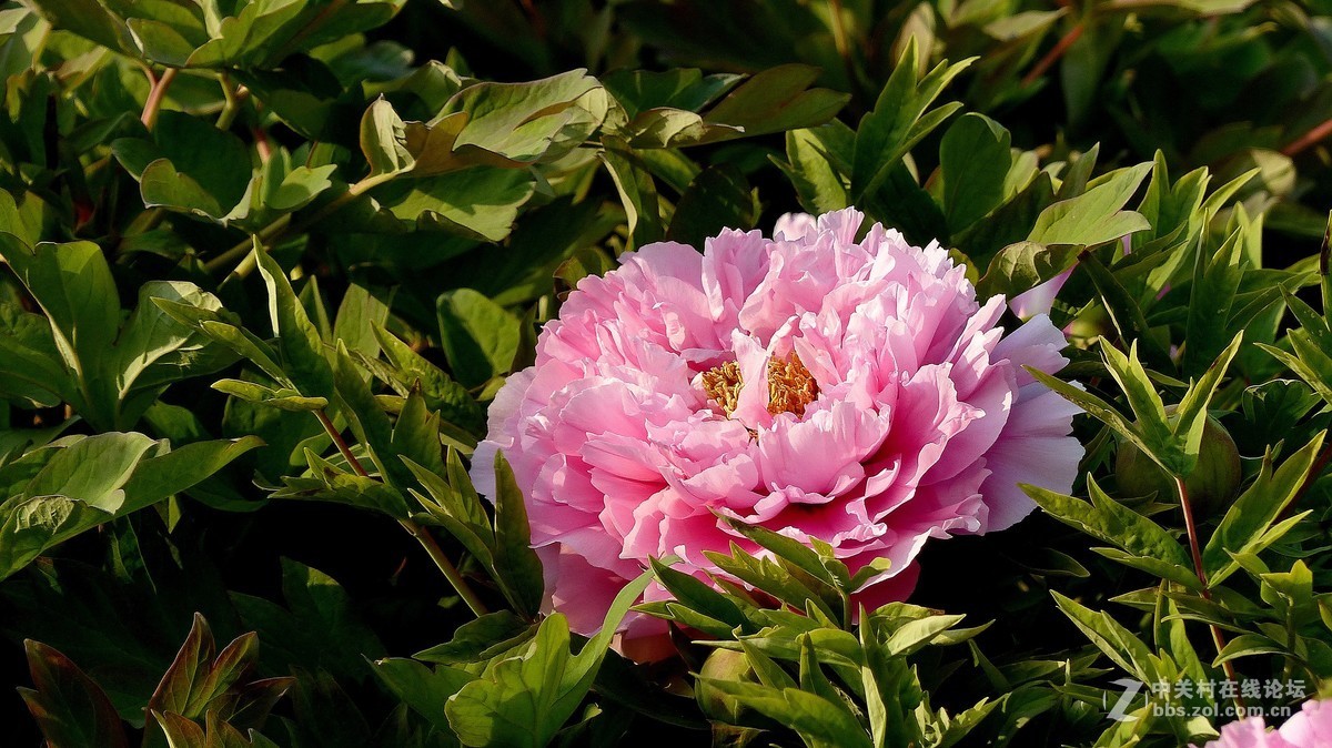 2019【花开富贵】