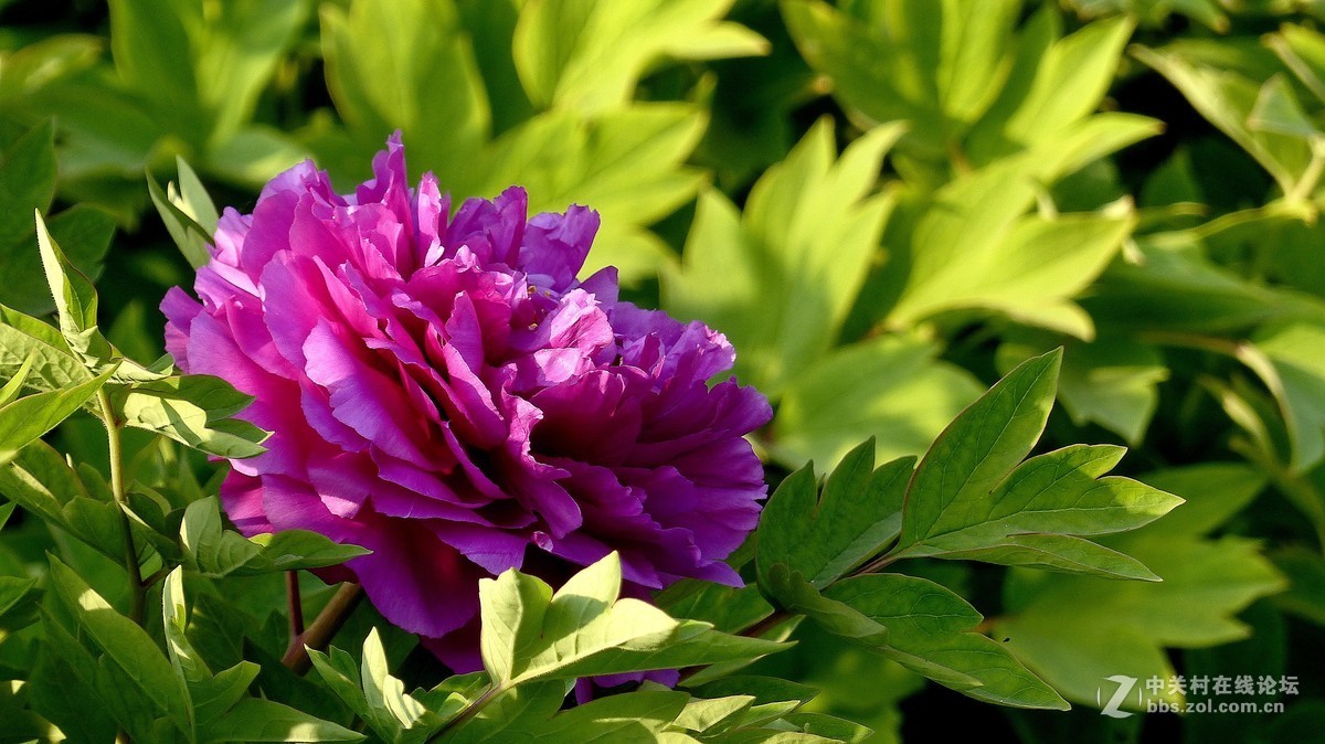 2019【花开富贵】