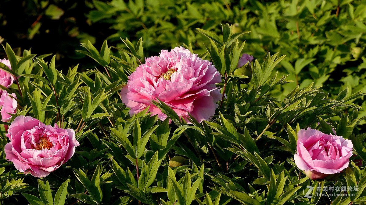 2019【花开富贵】