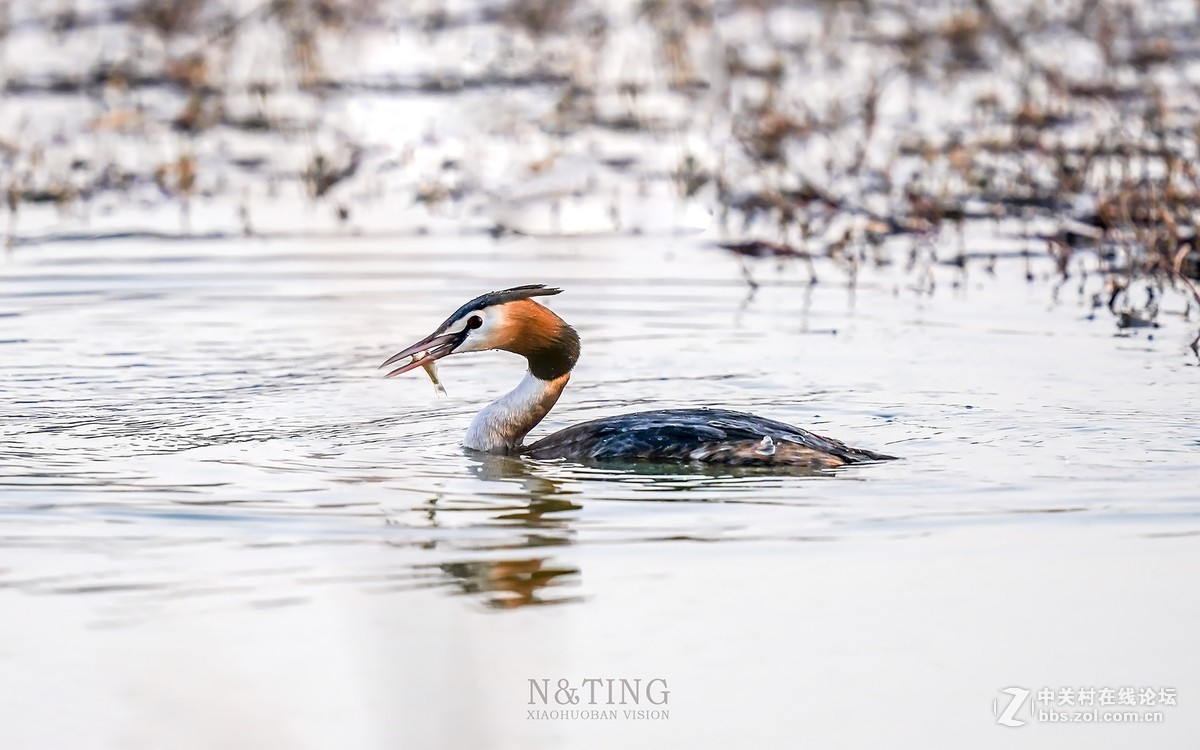 索尼A9+428GM黄金搭档