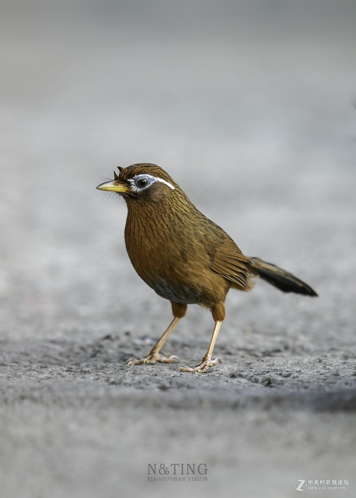 索尼A9+428GM黄金搭档