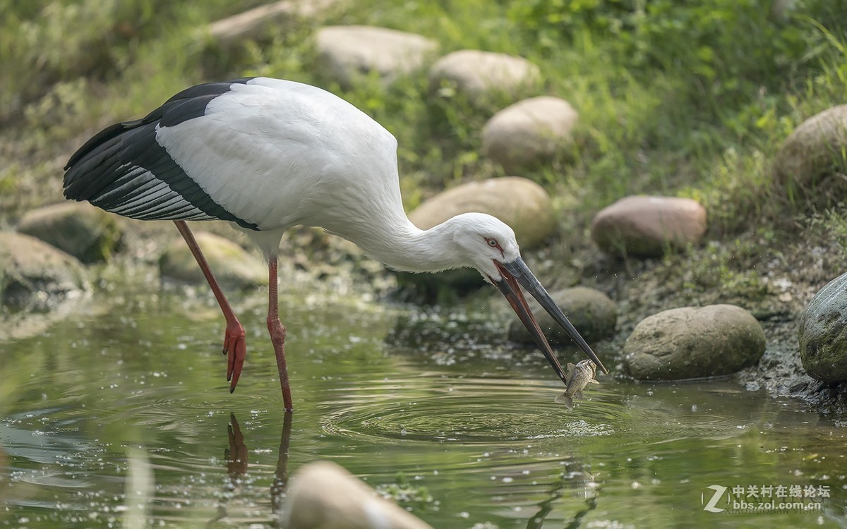 索尼A9+428GM黄金搭档