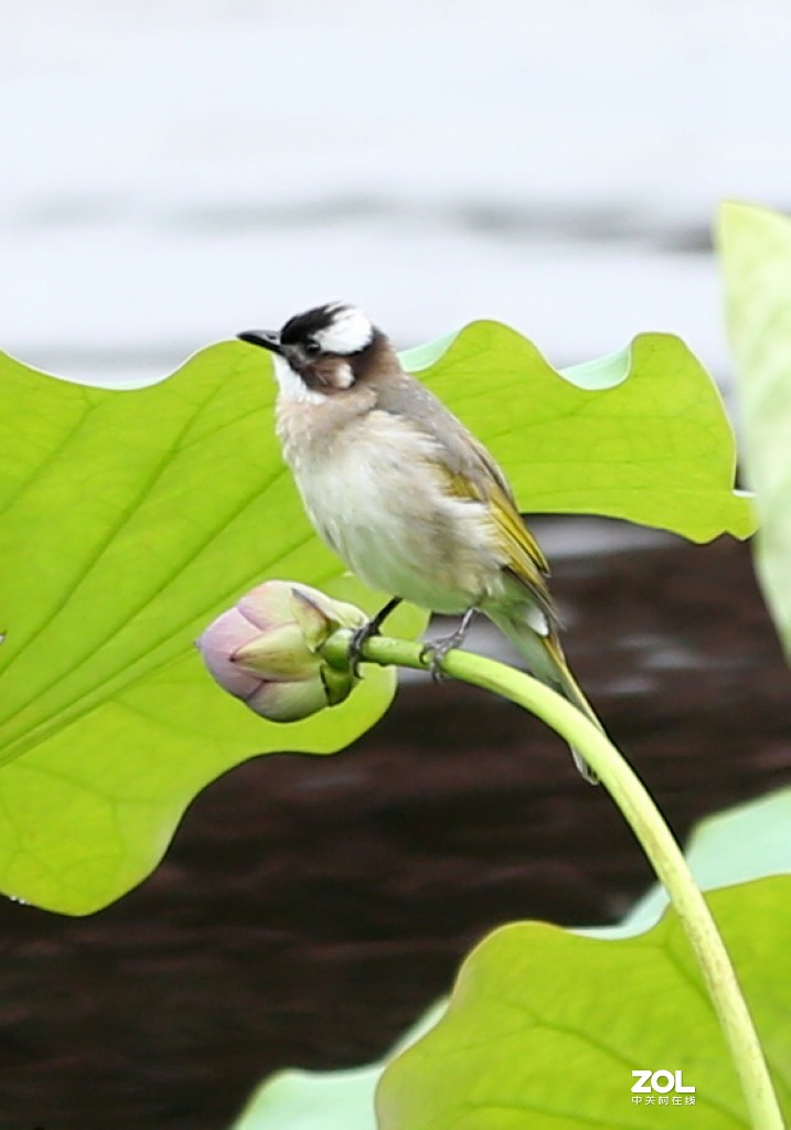 早起的鸟儿有食吃