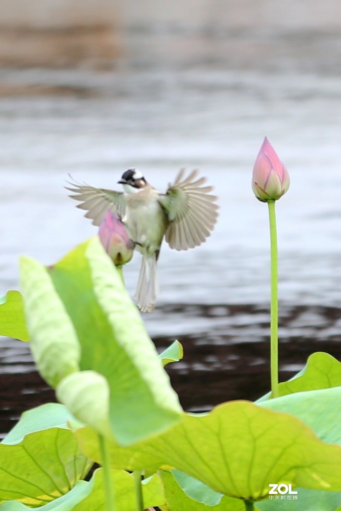早起的鸟儿有食吃