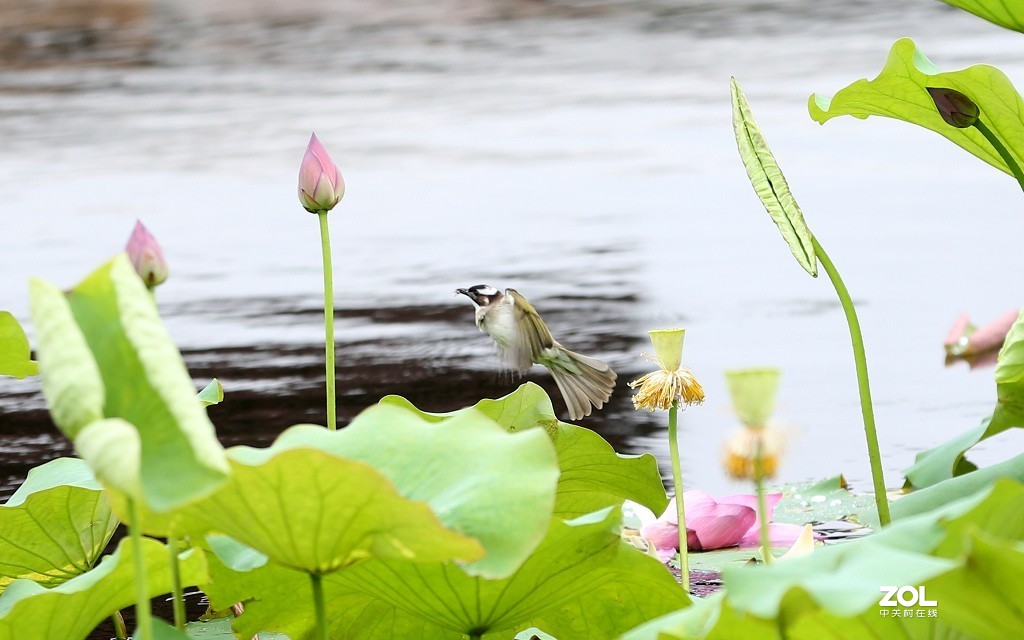 早起的鸟儿有食吃