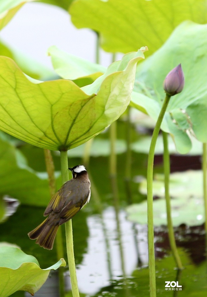 早起的鸟儿有食吃