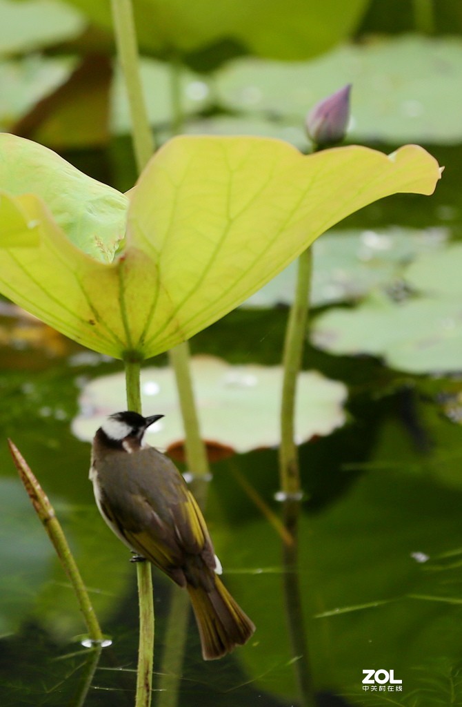 早起的鸟儿有食吃