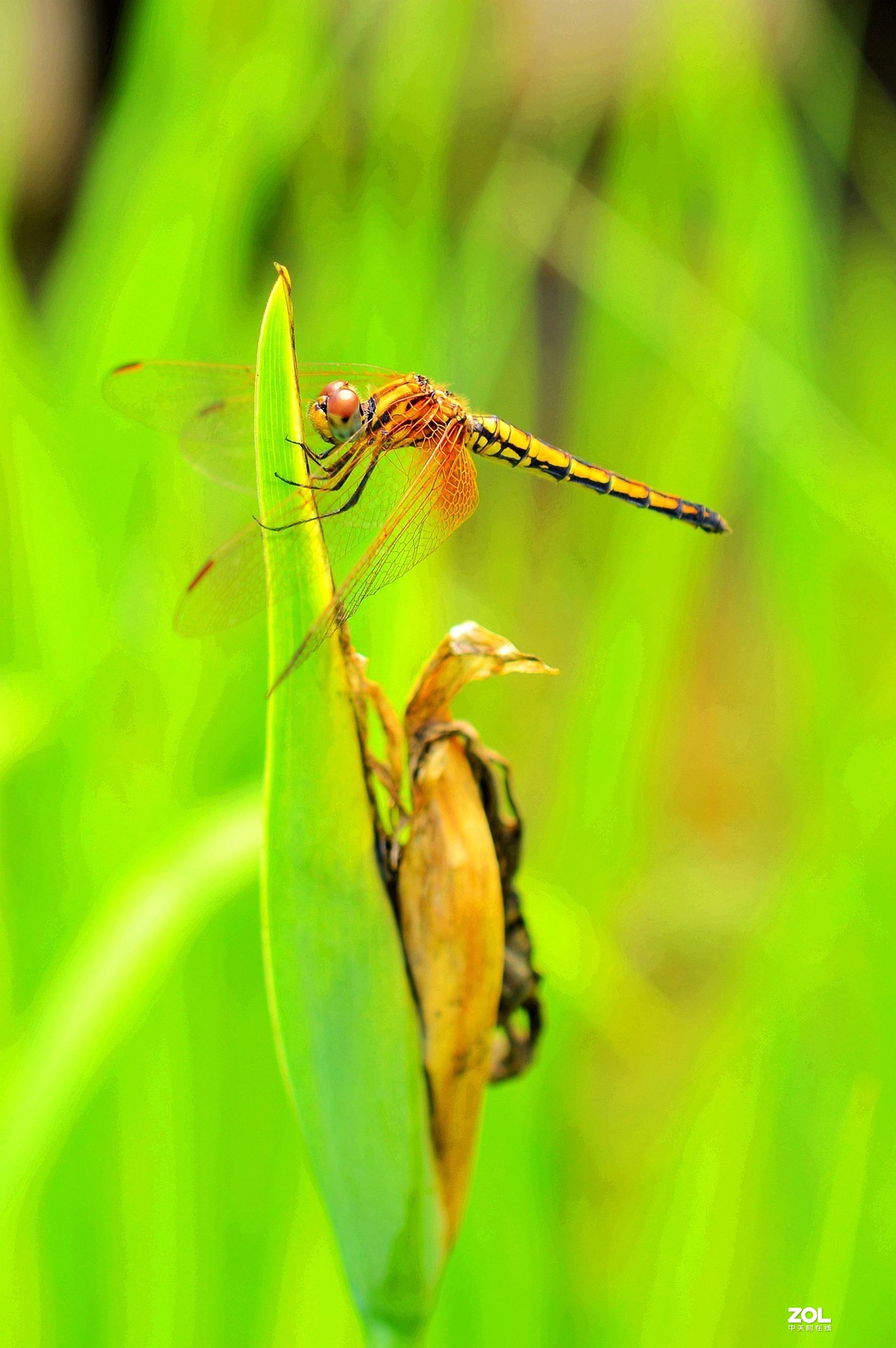微矩片小蝴蝶与蜻蜓