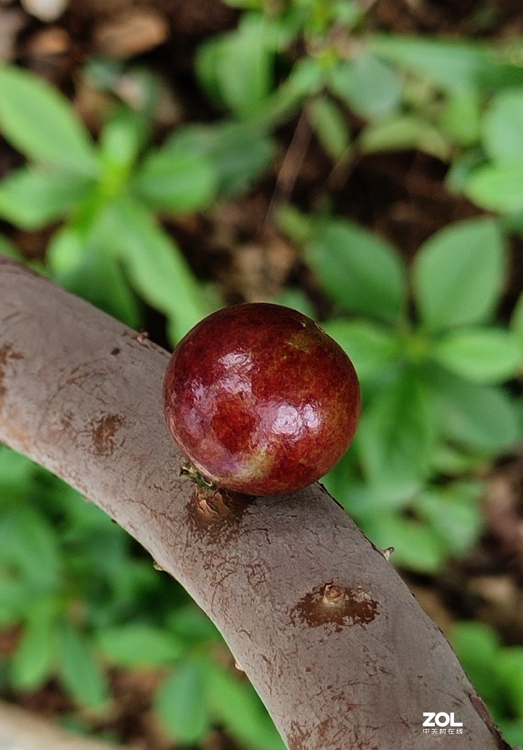 开眼界：在 树 杆 上 开 花 结 果 的 树 葡 萄