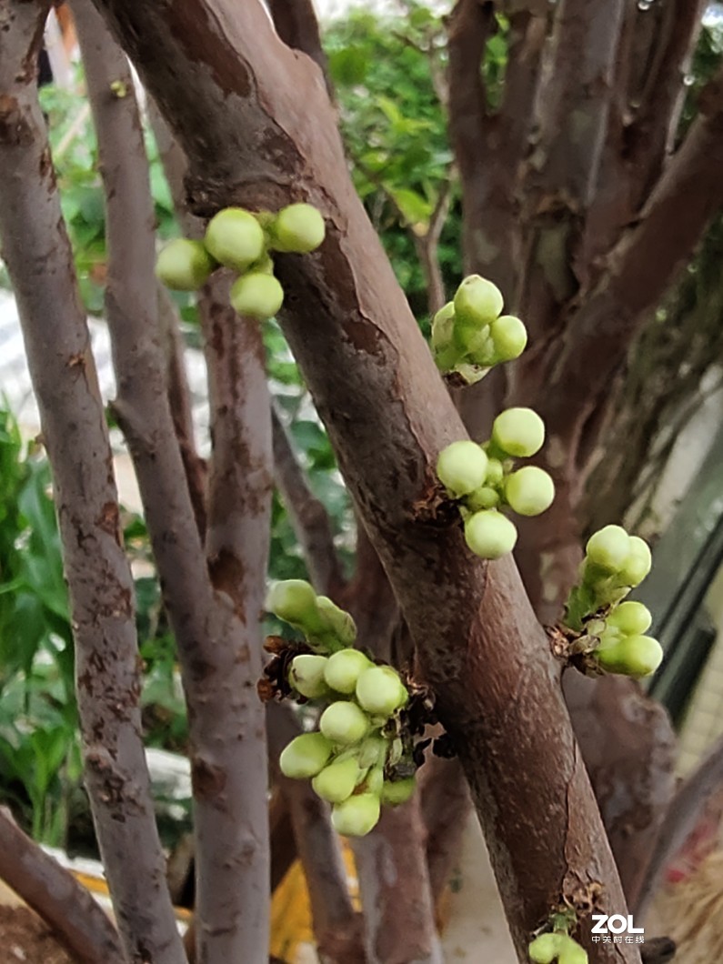 开眼界：在 树 杆 上 开 花 结 果 的 树 葡 萄