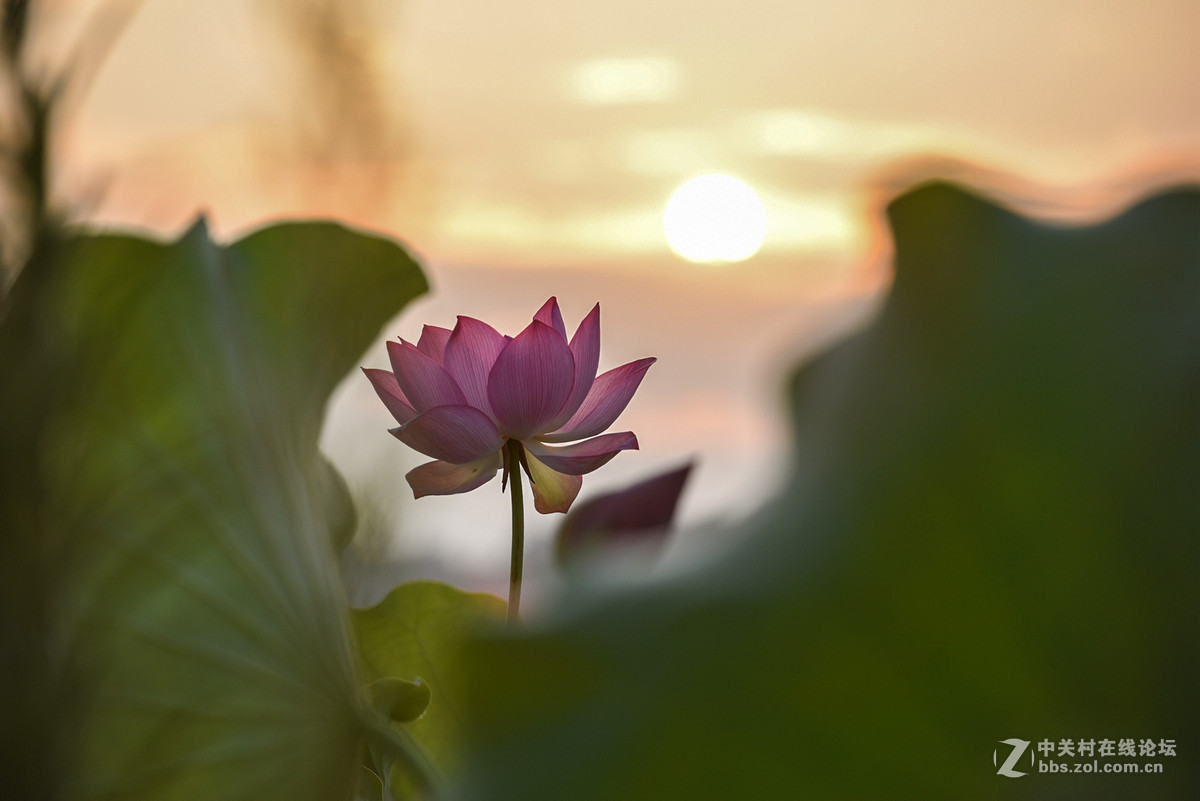 D750…晨光荷语