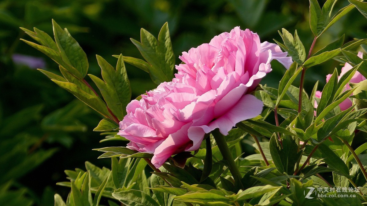 2019【花开富贵】