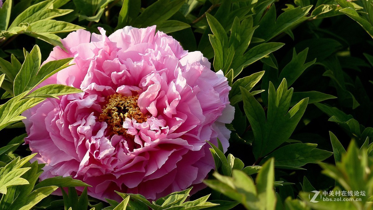 2019【花开富贵】