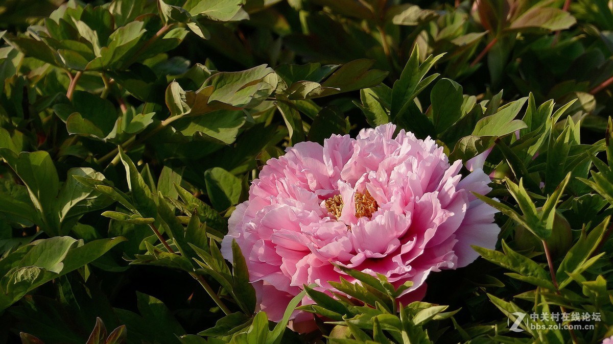 2019【花开富贵】