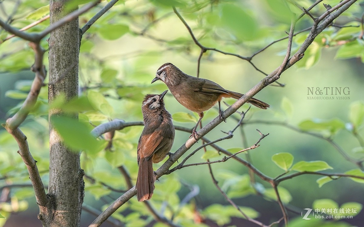 索尼A9+428GM黄金搭档