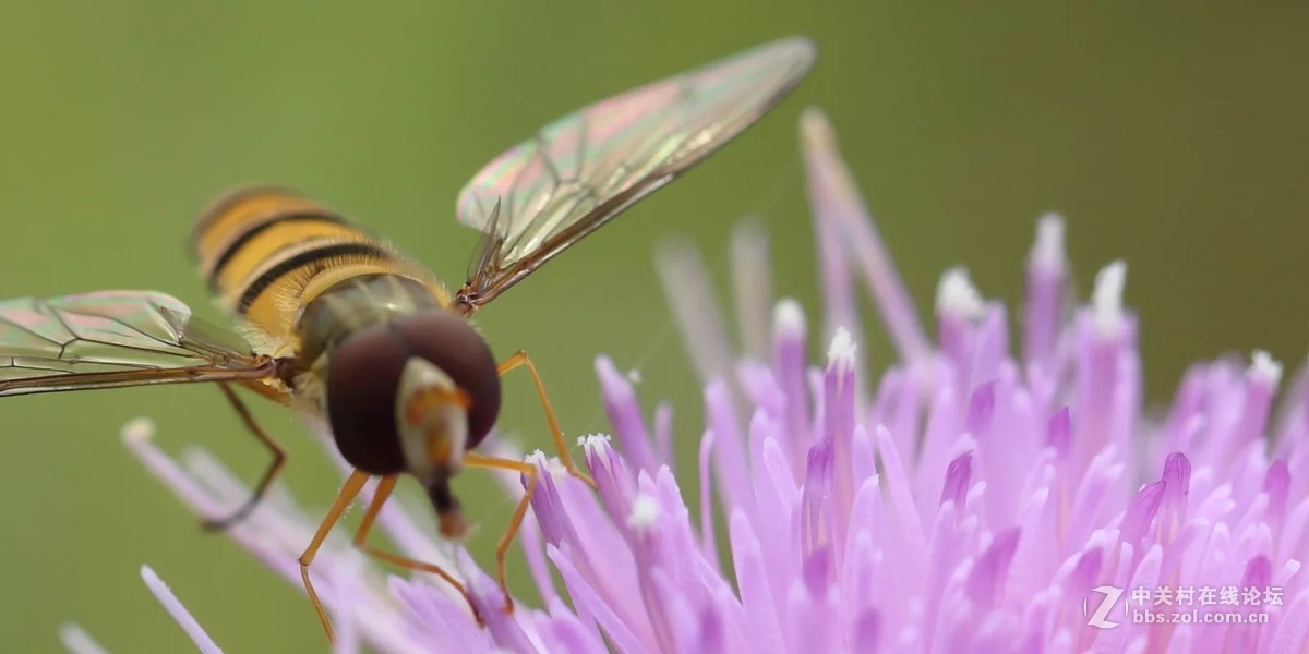 微型轰炸机——百微下的小蜜蜂